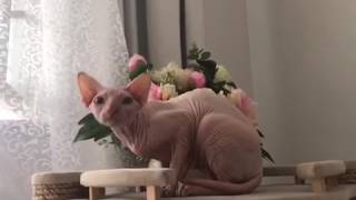 Butterflies SPHYNX Cat www.sphynx.tv