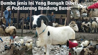 Jenis Domba Ini Yang Banyak Di Beli Di Pasar Domba Padalarang Bandung Barat 082219370379