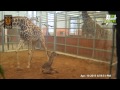 Wobbly Baby Giraffe Is Super Cute | Giraffe Birth Live