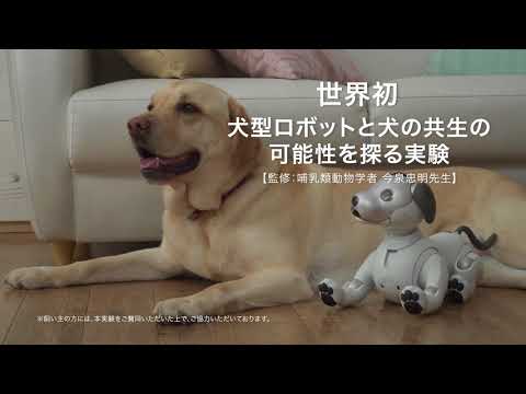 ソニーの犬型ロボット「aibo」と犬の共生の可能性を探る実験動画 (07月27日 11:00 / 25 users)