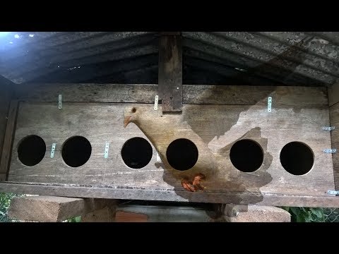Chuồng bồ câu gỗ - Tự làm chuồng chim bồ câu bằng gỗ | CDL