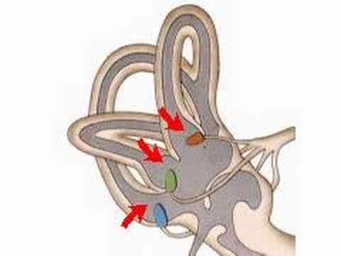 Organic: Organs In The Body