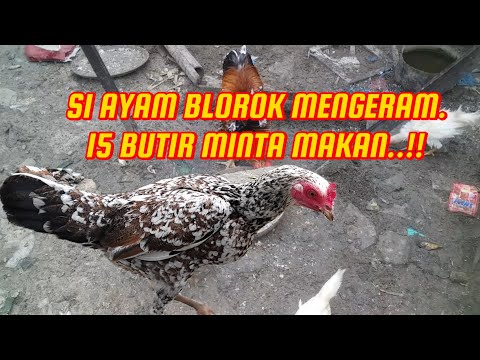 AYAM BLOROK HABIS MENGERAM 15 BUTIR  MINTA MAKAN..!!