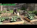 How to Grow a lot of Food in a Small Garden - 9 EZ tips