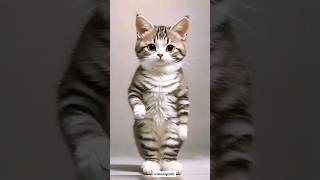 Cat Dancing Video