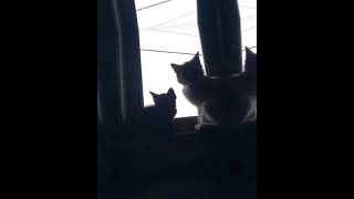 Tiktok Cewe Cntik