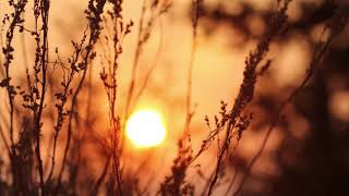 Alexi Murdoch - All My Days