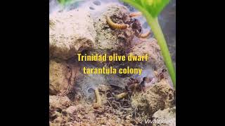 Trinidad Olive Dwarf Tarantula Colony - Holothele Incei