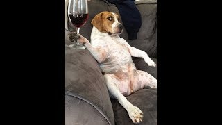 😻Cute Animals Doing Funny Things 2019🐶 - New Funny Animals Moments