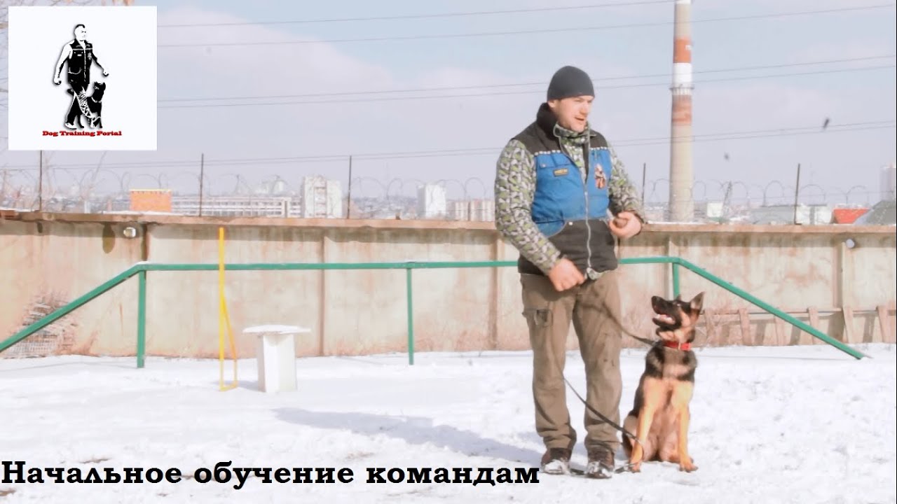 Как научить собаку командам в домашних условиях, каким 14 Как научить собаку командам в домашних условиях, каким 10
