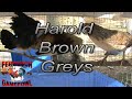 Harold Brown Grey Blood Fowl images Harold Brown Grey Blood Fowl