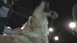 Watch Pink Floyd Seamus video