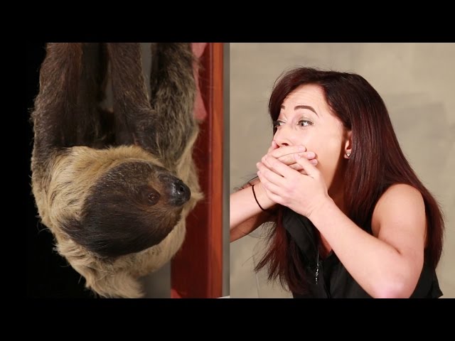 Girl Dying To Meet A Sloth… Meets A Sloth - Video