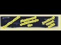 5- تجديد سيرفر جيشار 3 لستارسات Starsat Hyper 2000 HD مجانا ! Gratuitement