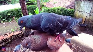BURUNG MERPATI TRITIS SUDAH GIRING
