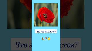 Как Называется Этот Цветок? 🤔 #Вопросы #Эрудиция #Эрудитплюс