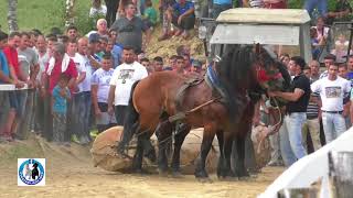 -Mile Jurkovic iz Otocca s malim konjima treci u teskim parovima Gorice-2018 -Mile Jurkovic iz Otocca s malim konjima treci u teskim parovima Gorice-2018