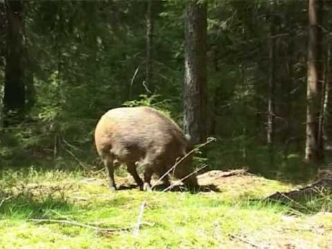 Šumava - prase divoke