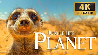 Jungle Life Planet 4K 🐾 Discovery Relaxing Music, Nature Movie & Real Sounds