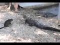 image Kucing Buaya Buaya Ajak Geng
