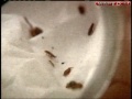 Exterminators See Rash Of Bed Bugs In Jackson Area
