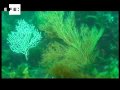 La lista de la extinción: 400 especies marinas en la linea de partida
