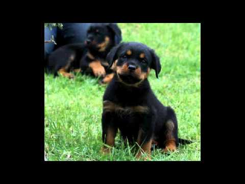 8 week rottweiler puppy 8 weeks rottweiler puppy 8 week rottweiler puppy 8 weeks rottweiler puppy