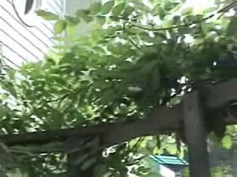 Mature vines sport beautifully fragrant clusters of light ... Mature vines sport beautifully fragrant clusters of light ...