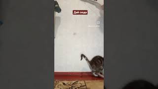 Дай Сюда #Смех #Ржачныевидео #Shortscats #Cat #Смех_До_Слез #Юмор #Приколы