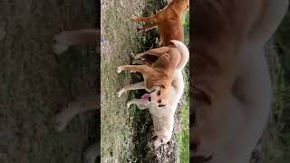 3 Some Dog