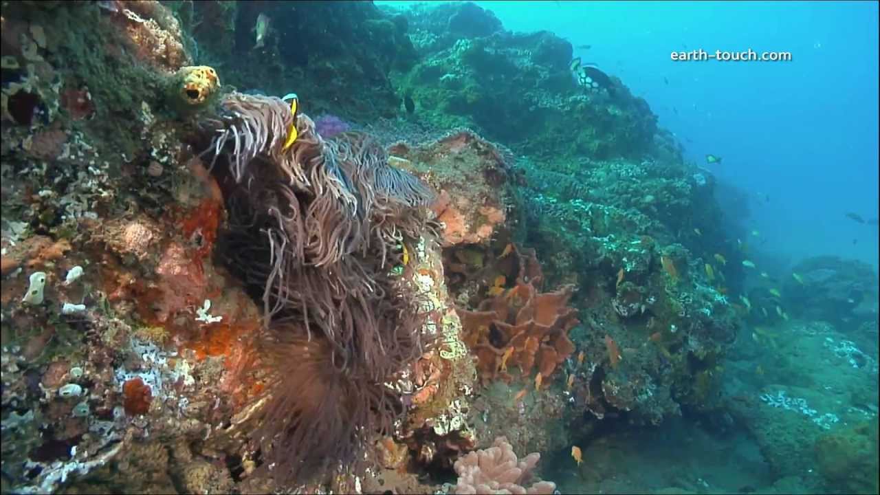 coral reefs climate change mazes