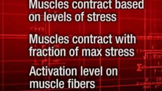 Simulating And Yzing Human Muscle