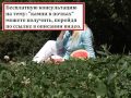 Оксалатные камни выводит арбузная диета, вы не представляете, как это легко Оксалатные камни выводит арбузная диета, вы не представляете, как это легко