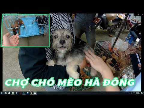 Phiên Chợ Chó Mèo Hà Đông | Chợ sinh vật cảnh lớn và rẻ nhất Hà Nội | 356 HÀ ĐÔng