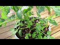 Pruning Indeterminate Tomatoes in Containers and Identifying Tomato 'Suckers'