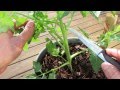 Pruning Indeterminate Tomatoes in Containers and Identifying Tomato 'Suckers'