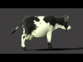 Dairy Cow