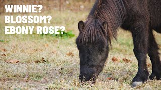 We Finally Decided!!! New Pony Name Reveal!