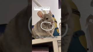 Fiquei Desesperada Chinchila Se Molhou