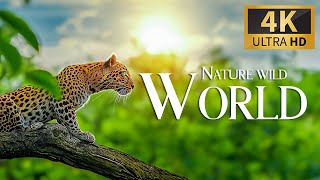 Wild Nature World 4K 🐾 Discovery Relaxation Wonderful Wildlife Movie With Relaxing Piano Music