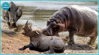 The Hippos Unbelievable Attacks Natures Fiercest Predator In Action Animal Doentary