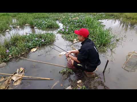 Mùa mưa đi câu cá ở Pleiku - Ngay sau nhà mình nha | Tây Nguyên Official