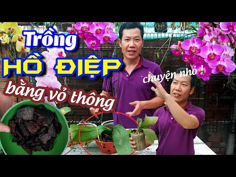Trồng Hồ Điệp đơn giản như trồng DENDRO bằng vỏ thông - Mê Lan TV