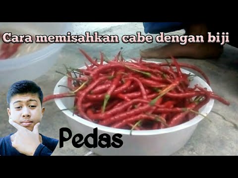 cara memisahkan cabe dg bijinya,menghilangkan pedas cabe