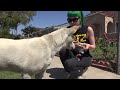 Dog Rescue Caught on Camera - Please share!