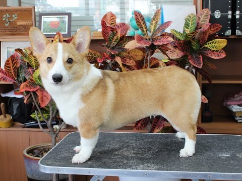 윤형석애견미용원 James' Dog grooming Salon Welsh corgi Apple cut