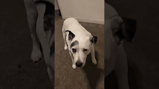 16Yr Old Staffy Has A Large Lump On Her Shoulder