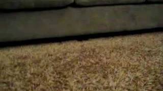 Patterdale Terrier Puppy Under Sofa 3 Months