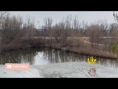 Cute Cat Is Very Happy | Geese Are Coming Back | Coco the cutest cat