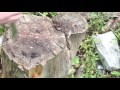 Mora